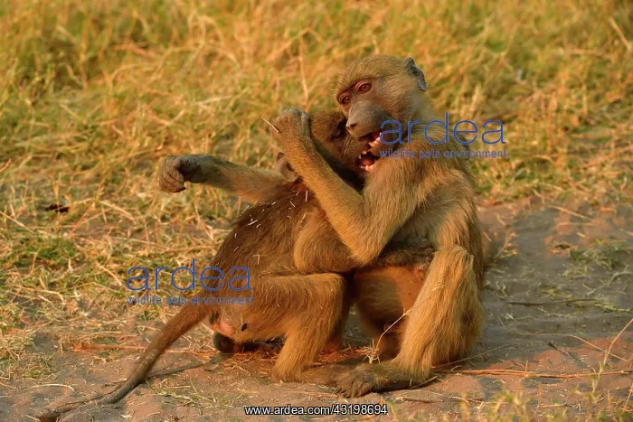: Two Chacma baboons (Papio ursinus), two young animals : Two Chacma baboons (Papio ursinus), two young animals