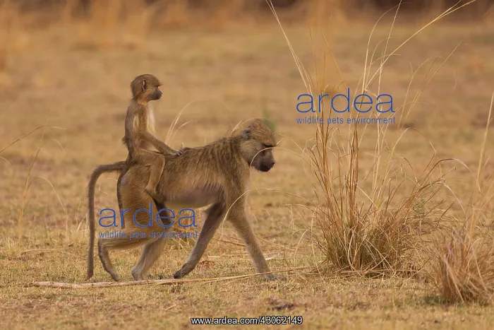 : Chacma baboons, South Luangwa National Park : Chacma baboons, South Luangwa National Park