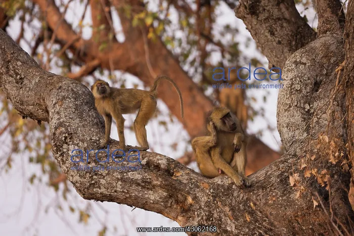 : Chacma baboons, South Luangwa National Park : Chacma baboons, South Luangwa National Park