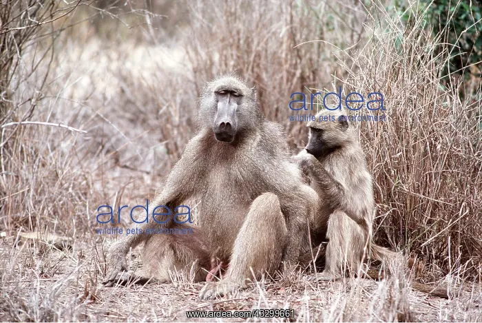 : CHACMA BABOONS x two grooming : CHACMA BABOONS x two grooming