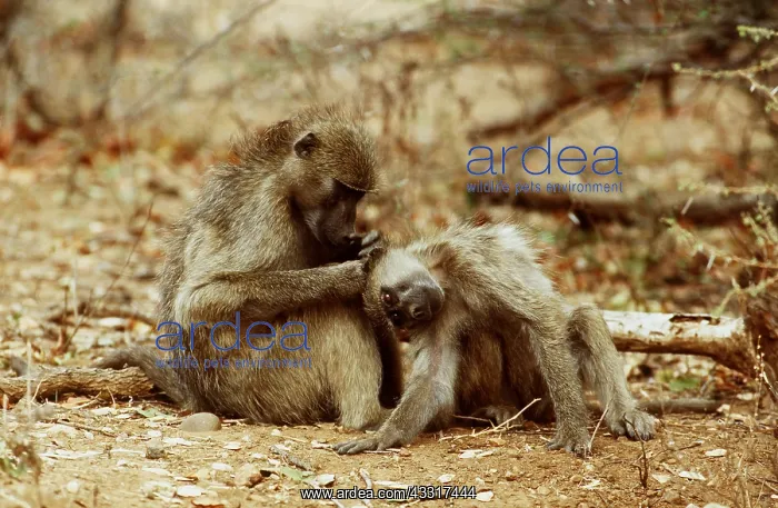  : CHACMA BABOONS - x two, grooming