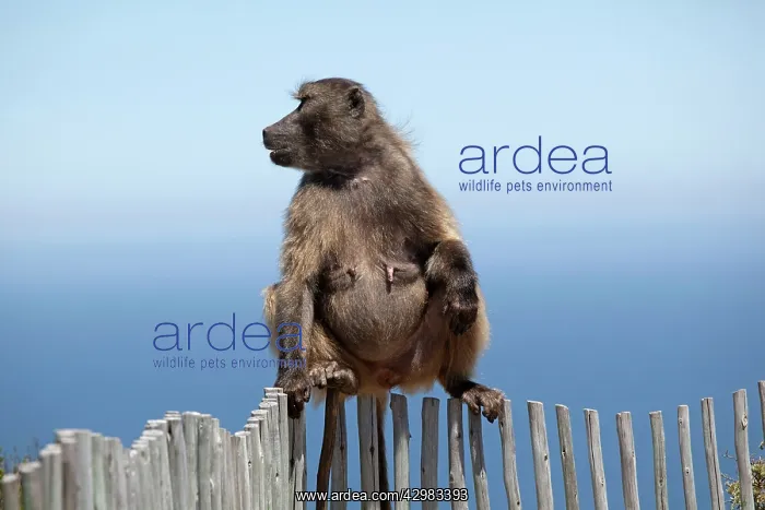 : Chacma / Cape Baboon : Chacma / Cape Baboon