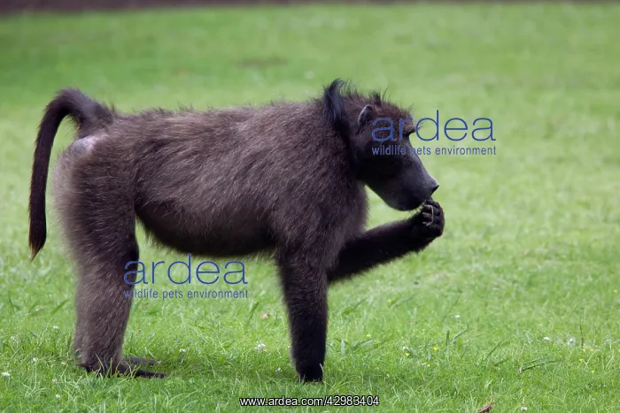 : Chacma / Cape Baboon - : Chacma / Cape Baboon -