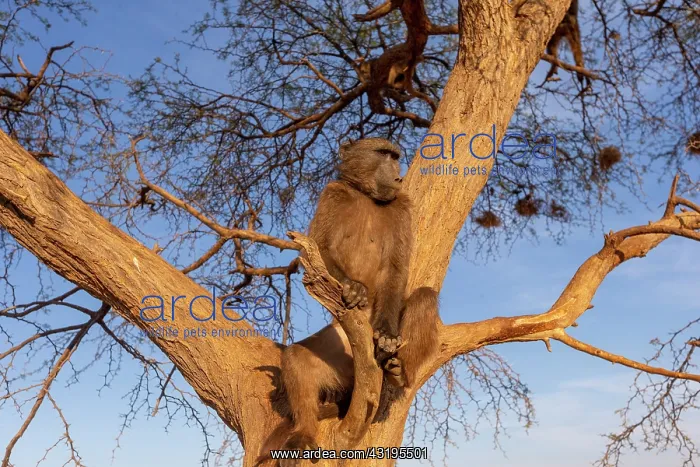 : Chacma or chacma baboon (Papio ursinus), youngs : Chacma or chacma baboon (Papio ursinus), youngs