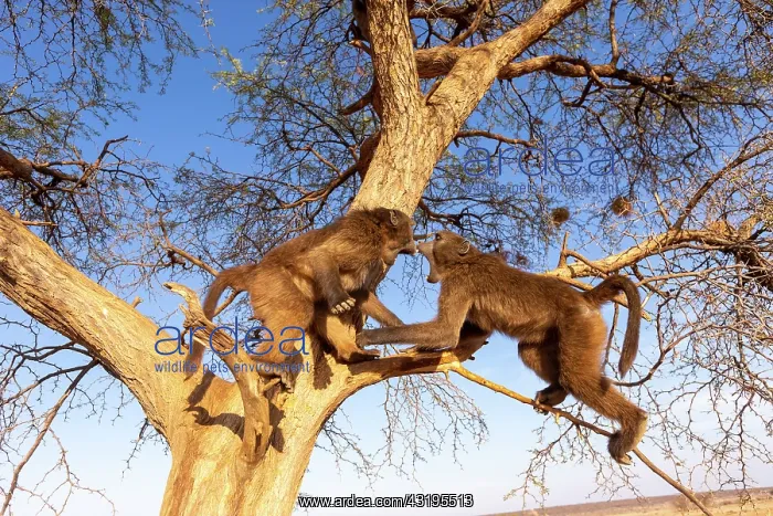 : Chacma or chacma baboon (Papio ursinus), youngs : Chacma or chacma baboon (Papio ursinus), youngs
