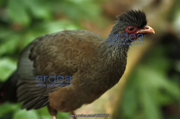 : Chaco Chachalaca : Chaco Chachalaca