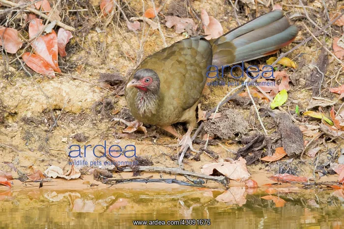 : Chaco Chachalaca : Chaco Chachalaca