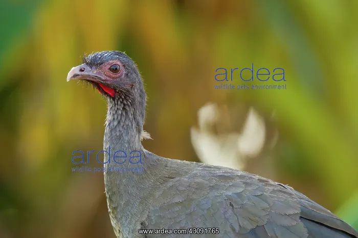 : Chaco Chachalaca : Chaco Chachalaca