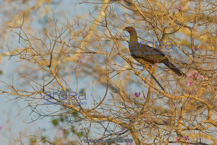: Chaco Chachalaca : Chaco Chachalaca