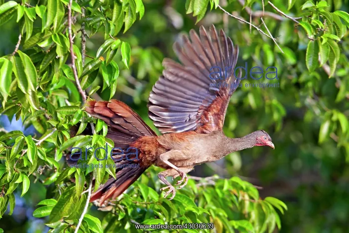 : Chaco Chachalaca in flight Pantanal area Mato Grosso : Chaco Chachalaca in flight Pantanal area Mato Grosso