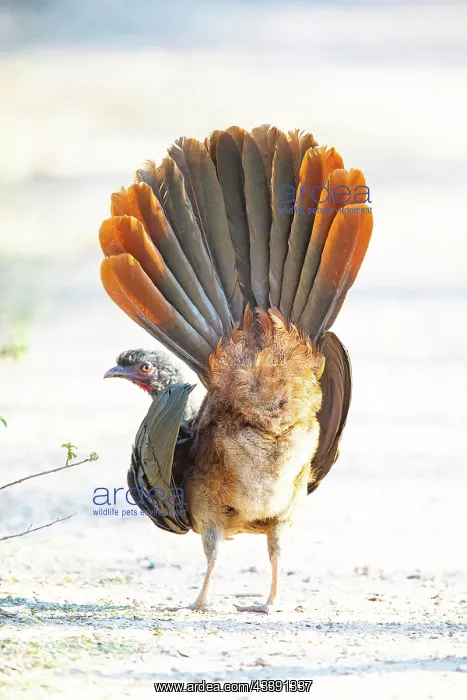 : Chaco chachalaca (Ortalis canicollis) Pantanal Brazil : Chaco chachalaca (Ortalis canicollis) Pantanal Brazil