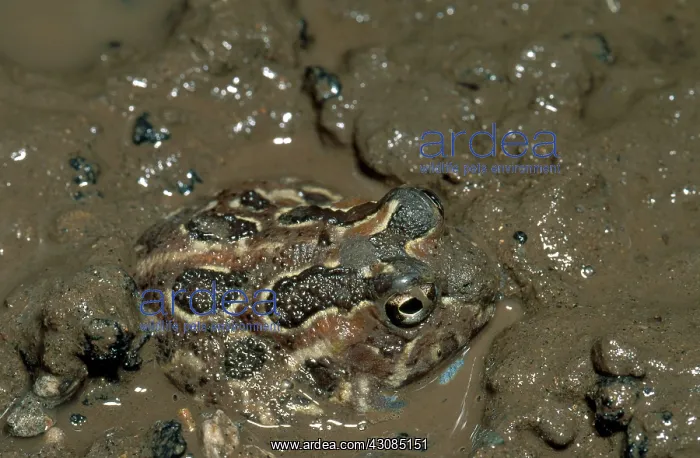 : Chacoan Burrowing Frog : Chacoan Burrowing Frog