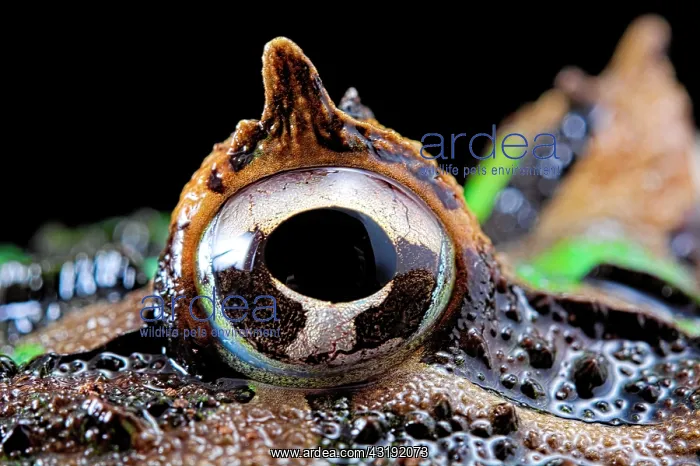 : Chacoan horned frog or Pacman frog (Ceratophrys : Chacoan horned frog or Pacman frog (Ceratophrys