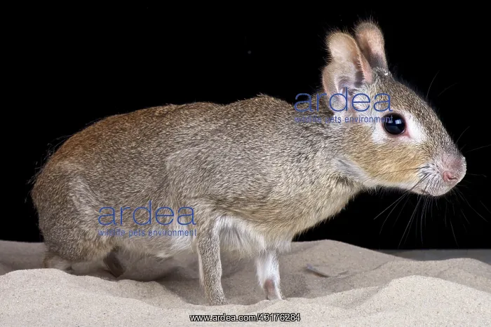  : Chacoan mara (Dolichotis salinicola), Argentina