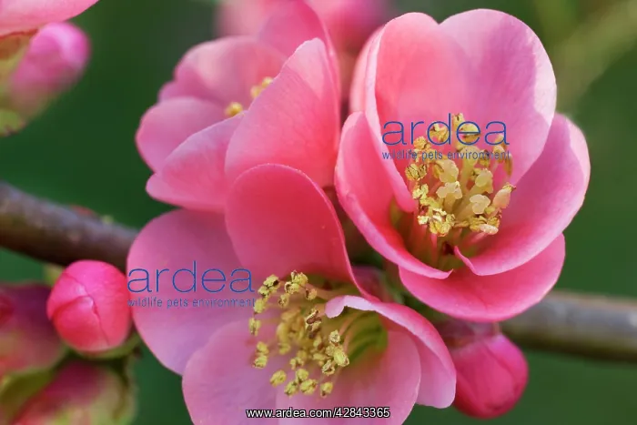 : Chaenomeles flowers in spring : Chaenomeles flowers in spring