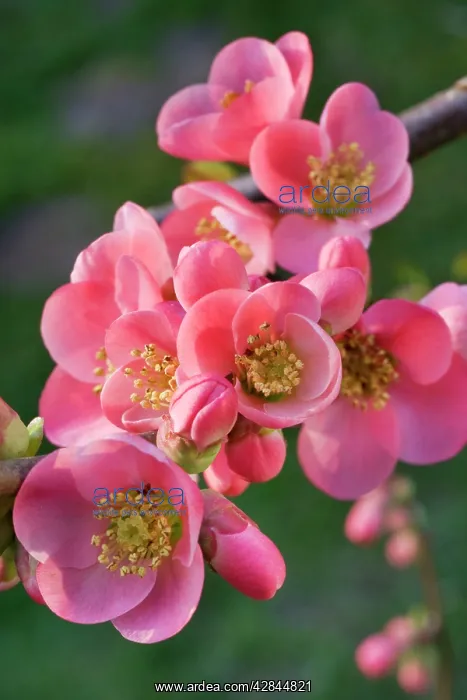 : Chaenomeles flowers - in spring : Chaenomeles flowers - in spring
