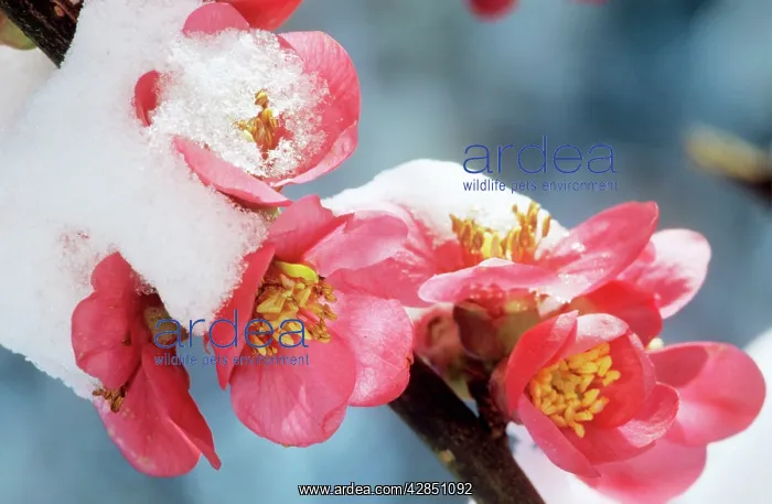 : CHAENOMELES - japonica blossom in snow : CHAENOMELES - japonica blossom in snow