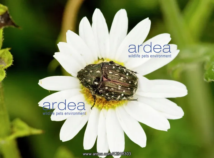 : Chafer Beetle - on Ox-eye Daisy flower : Chafer Beetle - on Ox-eye Daisy flower