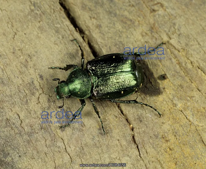: Chafer (Gnorimus nobilis) : Chafer (Gnorimus nobilis)