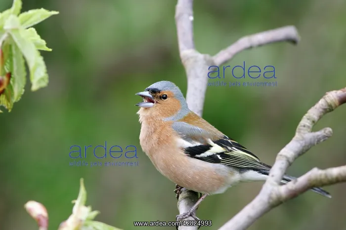 : Chaffinch (Fringilla coelebs). Male calling from horse chestnut twig : Chaffinch (Fringilla coelebs). Male calling from horse chestnut twig