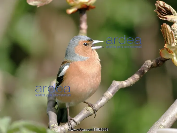 : Chaffinch (Fringilla coelebs). Male calling from horse chestnut twig : Chaffinch (Fringilla coelebs). Male calling from horse chestnut twig
