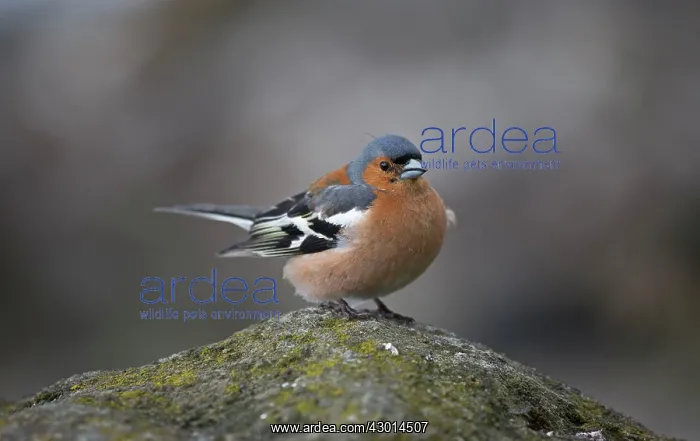 : Chaffinch male. Laggan Sands, Loch Buie, Isle of Mull, Scotland : Chaffinch male. Laggan Sands, Loch Buie, Isle of Mull, Scotland