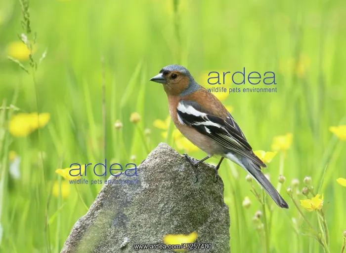 : Chaffinch male with buttercups : Chaffinch male with buttercups