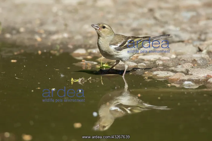 : Chaffinch - adult female drinking - Germany : Chaffinch - adult female drinking - Germany