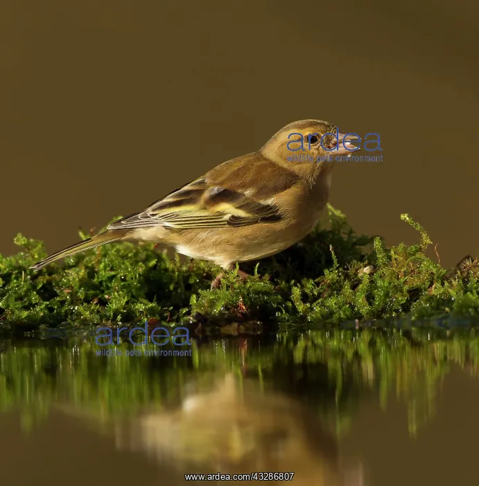 : Chaffinch - adult female eating seed perched on : Chaffinch - adult female eating seed perched on