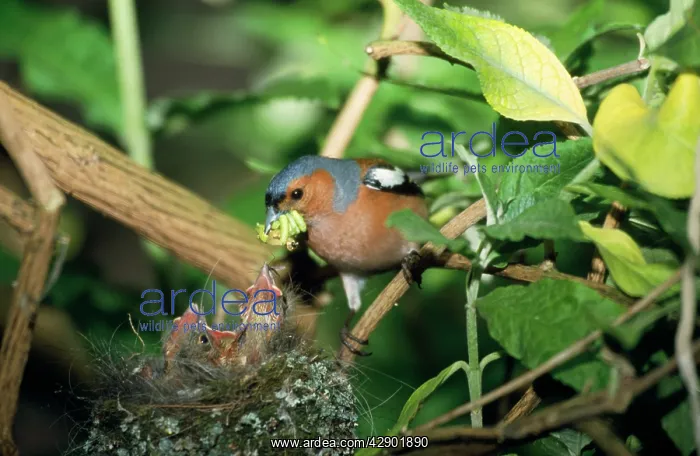 : CHAFFINCH - adult with grubs, feeds chicks at nest : CHAFFINCH - adult with grubs, feeds chicks at nest