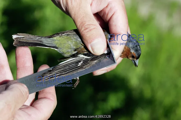 : Chaffinch - adult male having wing measured : Chaffinch - adult male having wing measured