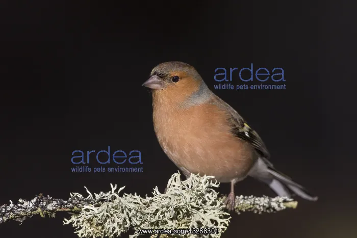 : Chaffinch - adult male perched on branch - Great : Chaffinch - adult male perched on branch - Great