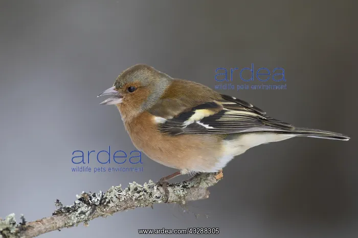 : Chaffinch - adult male perched on branch - Great : Chaffinch - adult male perched on branch - Great
