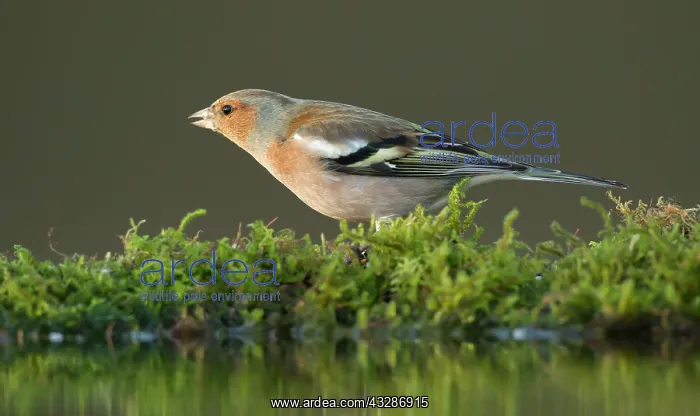 : Chaffinch - adult male perched on moss eating seed : Chaffinch - adult male perched on moss eating seed