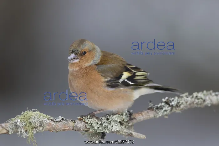: Chaffinch - adult male perched on a twig - Cairngorms : Chaffinch - adult male perched on a twig - Cairngorms