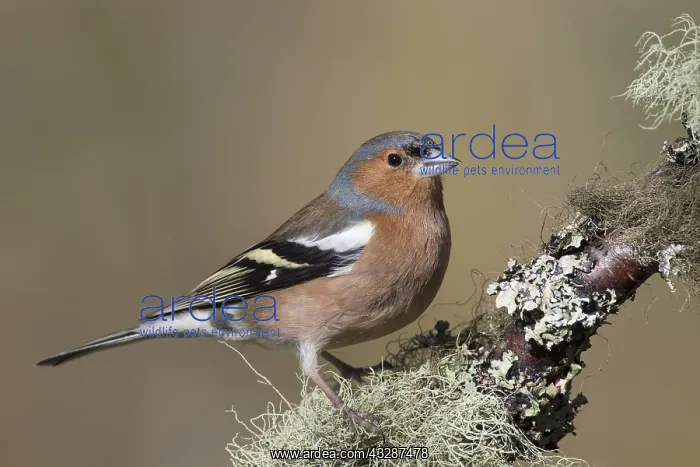 : Chaffinch - adult male perched on a twig - Cairngorms : Chaffinch - adult male perched on a twig - Cairngorms