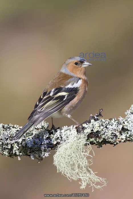 : Chaffinch - adult male perched on a twig - Cairngorms : Chaffinch - adult male perched on a twig - Cairngorms
