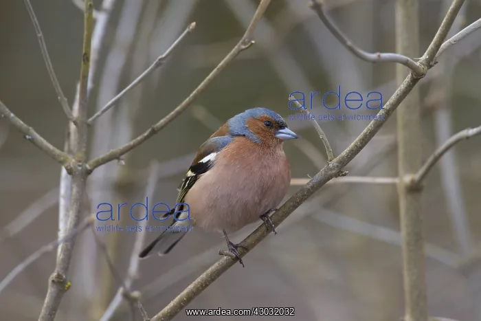 : Chaffinch - adult male perched on twig - Sweden : Chaffinch - adult male perched on twig - Sweden