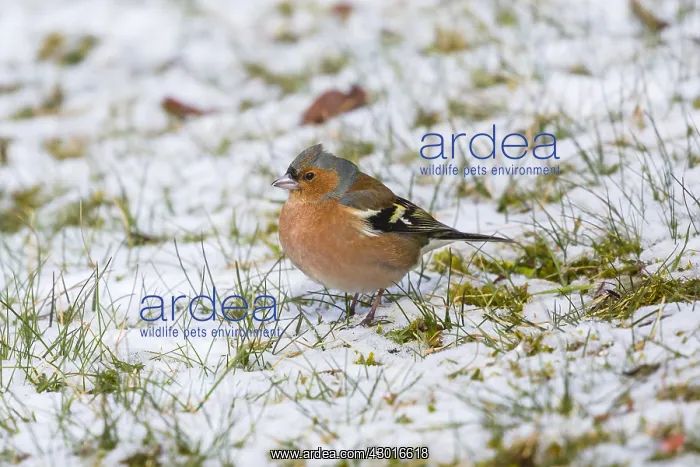 : Chaffinch - adult male in snow feeding on seed : Chaffinch - adult male in snow feeding on seed