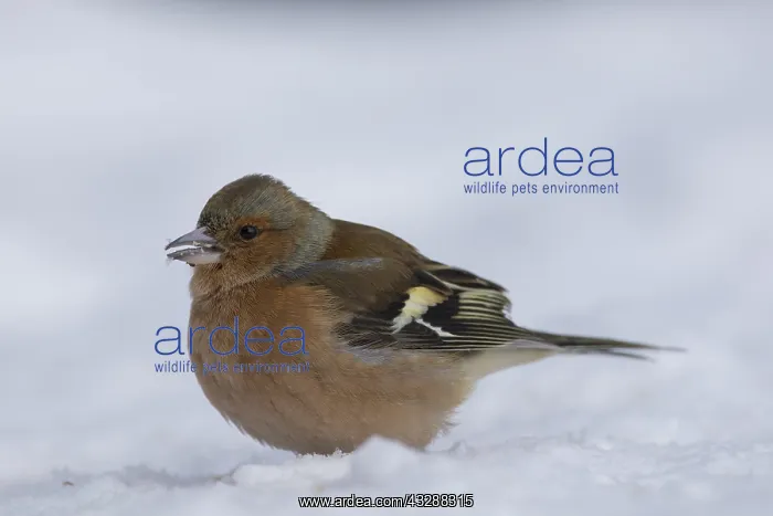 : Chaffinch - adult male in snow - Great Britain : Chaffinch - adult male in snow - Great Britain