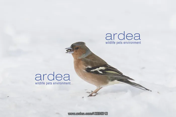 : Chaffinch - adult male in snow - Sweden : Chaffinch - adult male in snow - Sweden