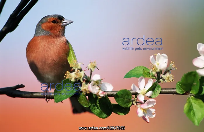 : CHAFFINCH - AND APPLE BLOSSOM : CHAFFINCH - AND APPLE BLOSSOM