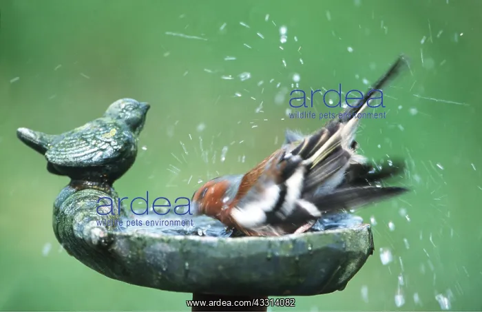 : CHAFFINCH - bathing at bird bath : CHAFFINCH - bathing at bird bath