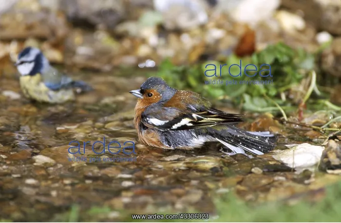 : CHAFFINCH - Bathing, & Blue tit (Cyanistes caeruleus) : CHAFFINCH - Bathing, & Blue tit (Cyanistes caeruleus)