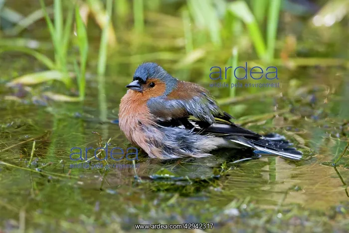 : Chaffinch - Bathing in pool : Chaffinch - Bathing in pool