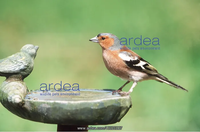 : CHAFFINCH - AT BIRD BATH : CHAFFINCH - AT BIRD BATH