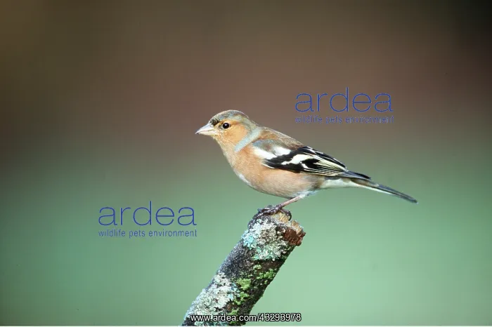 : CHAFFINCH - ON BRANCH END : CHAFFINCH - ON BRANCH END