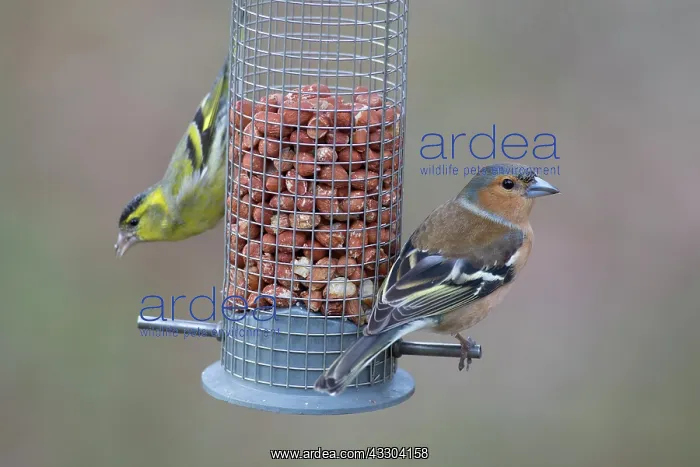 : Chaffinch and Eurasian Siskin - perched on peanut : Chaffinch and Eurasian Siskin - perched on peanut