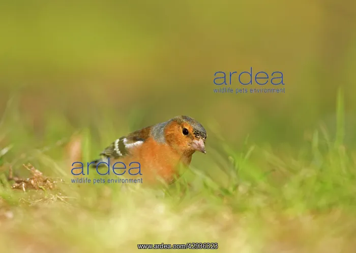 : Chaffinch - feeding on the ground : Chaffinch - feeding on the ground