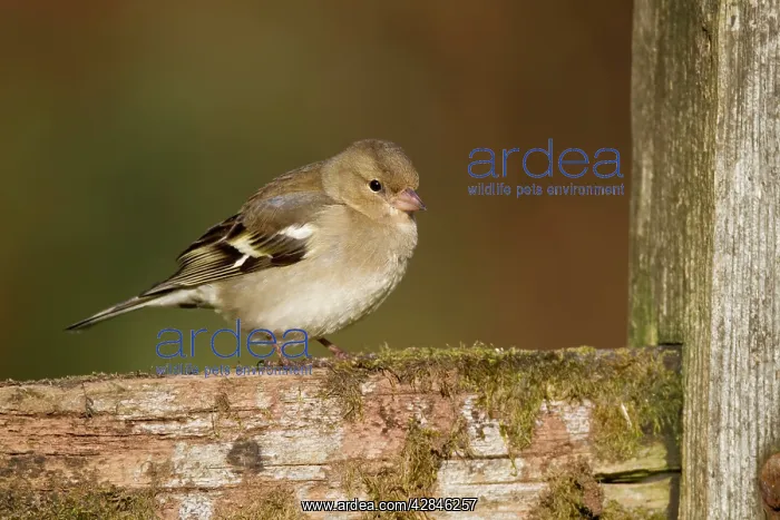: Chaffinch - female : Chaffinch - female